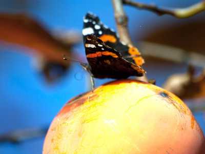 L'elegante Vanessa atalanta, riconoscibile dal fondo nero delle ali, su cui spiccano le macchie bianche e le bande rosso-arancio